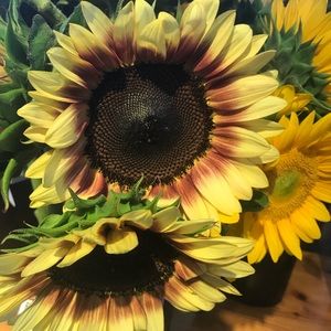 Meet your Posher, Lena